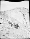 Man standing near a donkey and a mule on rocky slope