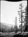 Trees, with a mountain in the background