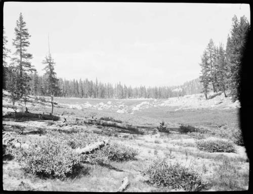 Clearing, with trees in the background