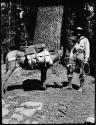 Man standing with a donkey in front of a tree trunk