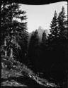 Trees, with a mountain in the background