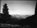 Trees, with mountains in the background