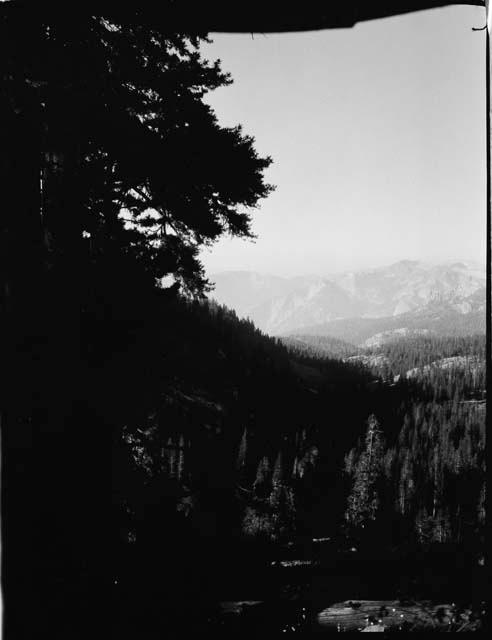 Trees, with mountains in the background