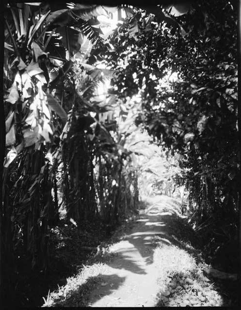 Banana trees at Namuamua