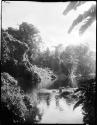 Trees along river in Namosi