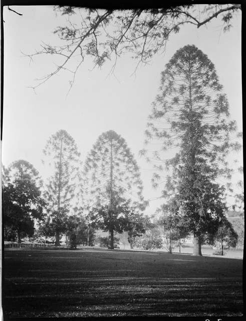 Brisbane Botanical Garden