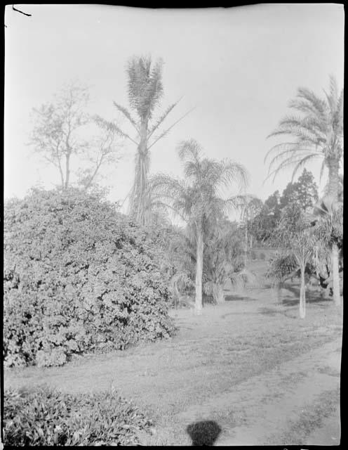 Brisbane Botanical Garden