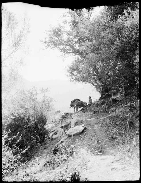 Man sitting under a tree, with a donkey standing on a path near him