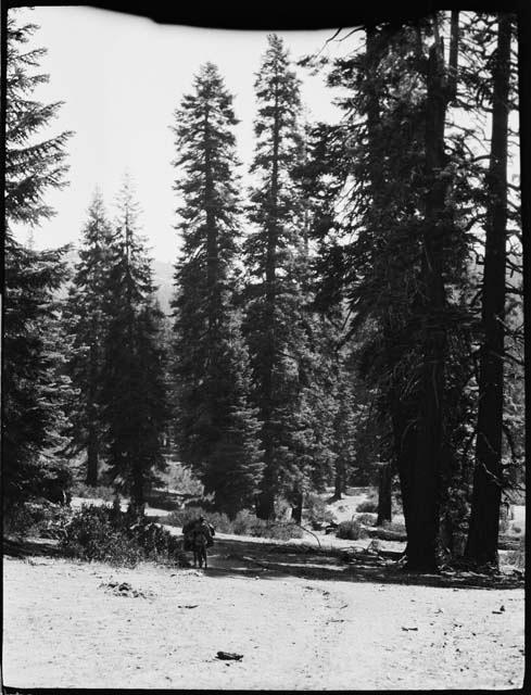 Donkey walking toward trees