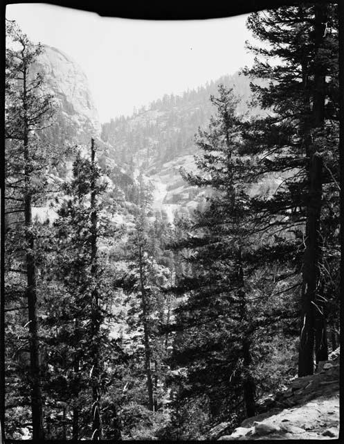 Trees, with hills in the background