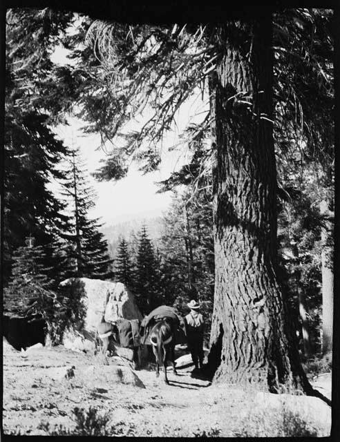 Man with a donkey standing next to a tree, view from behind