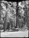 Man cooking in camp, with trees in the background