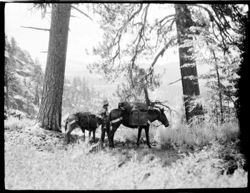 Man with a donkey and a mule standing next to a tree