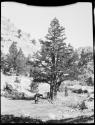 Man standing with a donkey and a mule under a tree