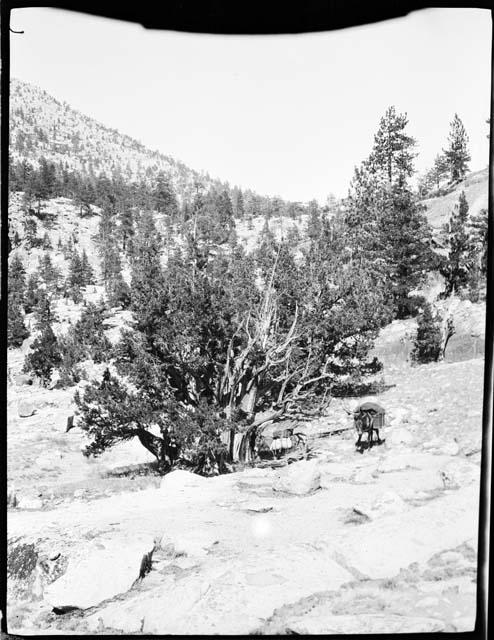 Donkey and a mule standing next to a tree, with a hill in the background