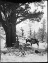 Donkey standing under a tree