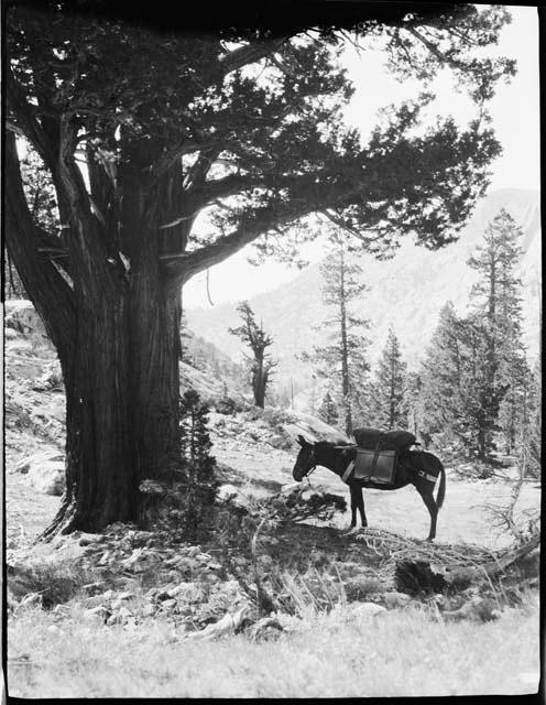 Donkey standing under a tree