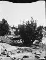 Donkey and a mule standing under a tree