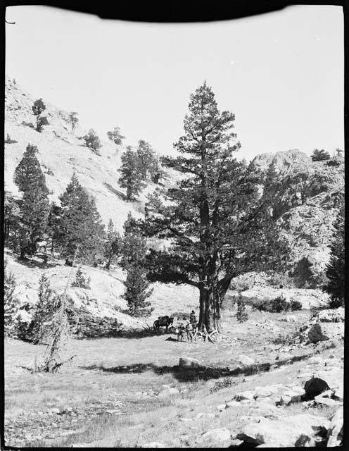 Man with a donkey and a mule under a tree