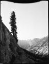 Tree on a mountainside