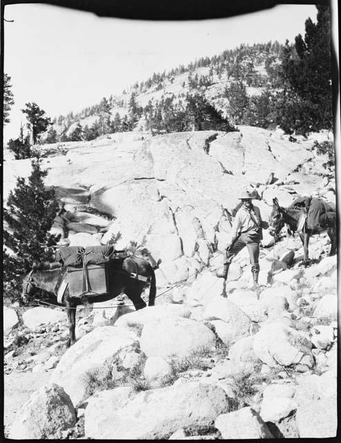 Henry Vincent Hubbard standing with a donkey and a mule on rocky terrain