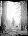 Donkey standing near large trees