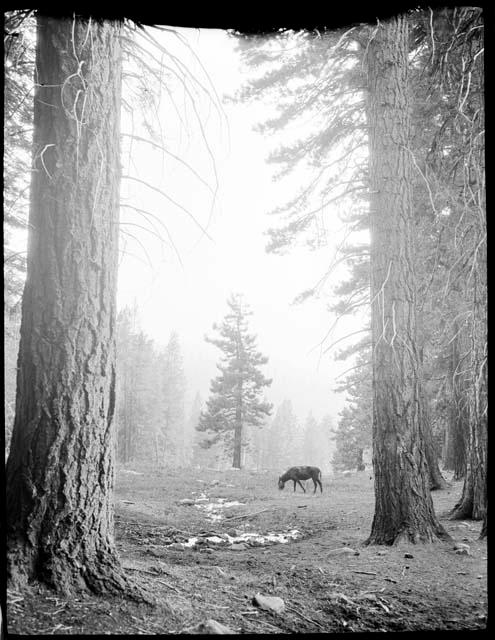 Donkey standing near large trees