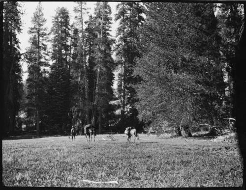 Man walking with mule and donkey toward trees, view from behind