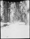 Man walking with a mule between trees, view from behind