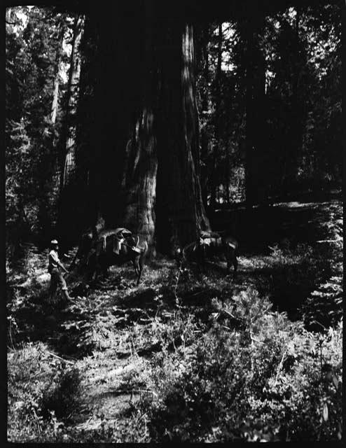 Man standing with a donkey and a mule at the base of a large tree