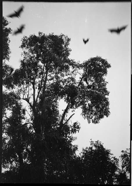 Bats flying over a tree