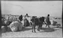 People working with large bundles, with horses standing next to them