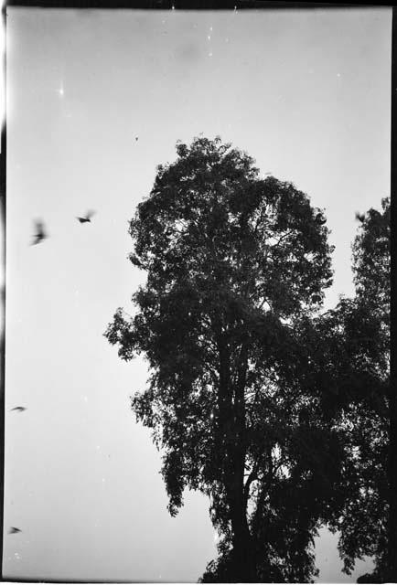 Bats flying over a tree