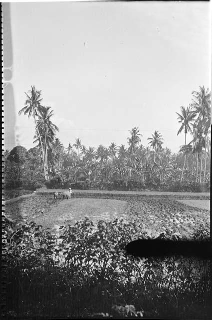 Person standing with animals in a field, palms in the background