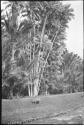 Animal standing in a field, with palms in the background