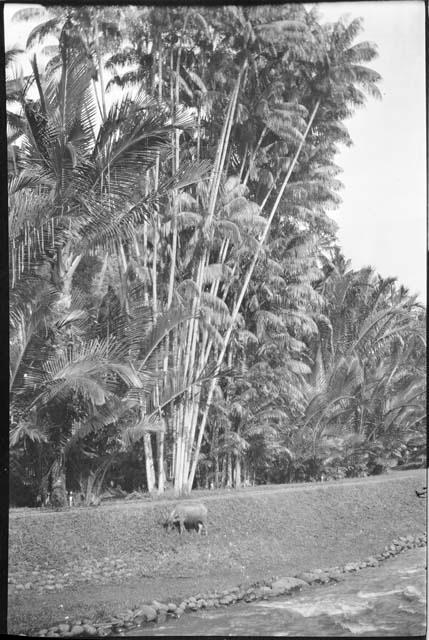 Animal standing in a field, with palms in the background