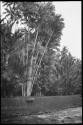 Ox grazing, with palms in the background