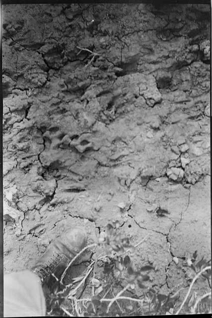 Animal footprints in mud