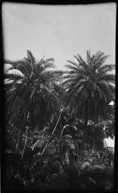 Palms