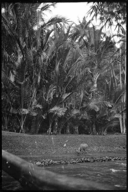 Ox grazing, with palms in the background