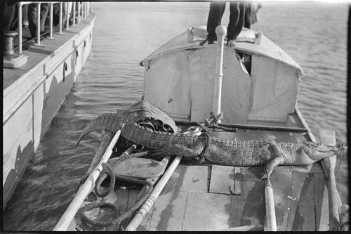 Crocodile on a boat