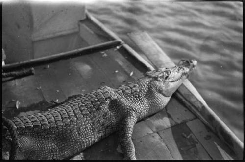 Crocodile on the deck of a boat