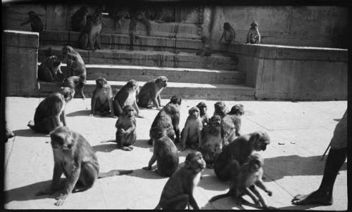 Monkeys sitting in front of stairs