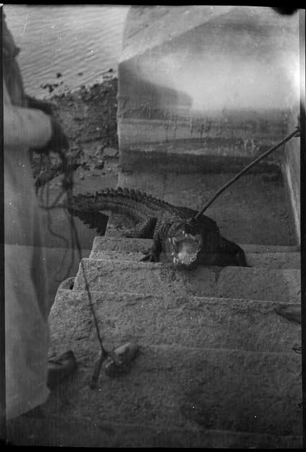 Crocodile on a stairway