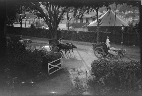 People driving ox carts pulled by zebu down a road, with a tent and building in the background