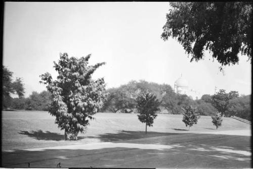 Trees, with Taj Mahal in the background