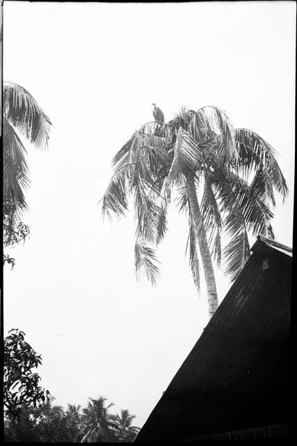 Roof of a bulding, with palms in the background