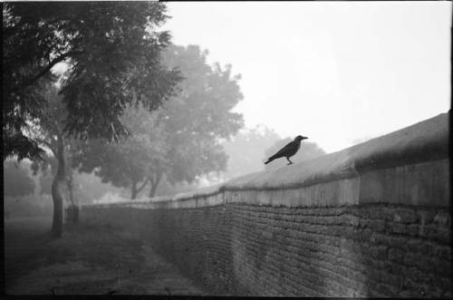 Bird perched on a wall