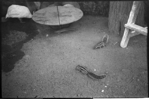 Indian palm squirrels