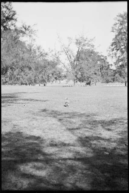 Large bird in a grassy area, with trees in the background